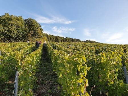 Vendanges 2025